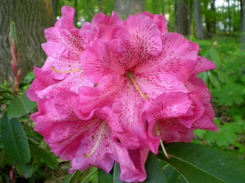 Rhododendron, Ross Maude