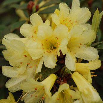 Rhododendron, Saffron Queen