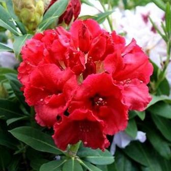 Rhododendron, Toolangi Ruby