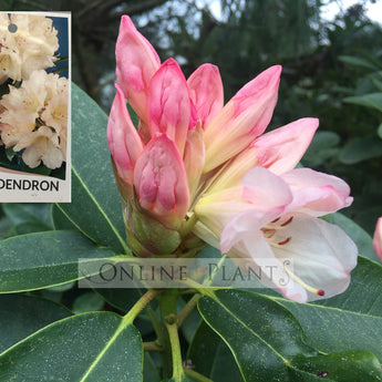 Rhododendron, Unique