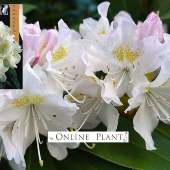 Rhododendron, White Flare