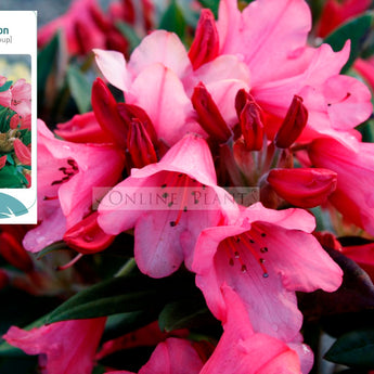 Rhododendron, Winsome