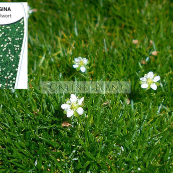 Sagina Subulata Irish Moss