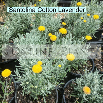Santolina chamaecyparissus Cotton Lavender