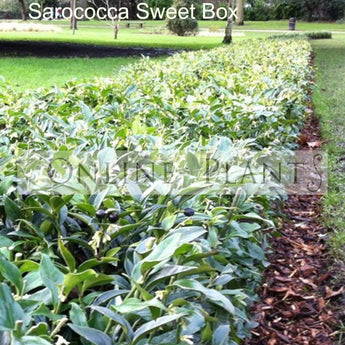 Sarcococca confusa Sweet Box