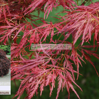 Acer Palmatum Atropurpureum, Japanese Maple