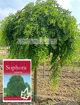 Sophora japonica Pendula Weeping Sophora Standards