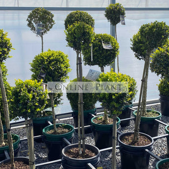 Buxus sempervires English Box Standard