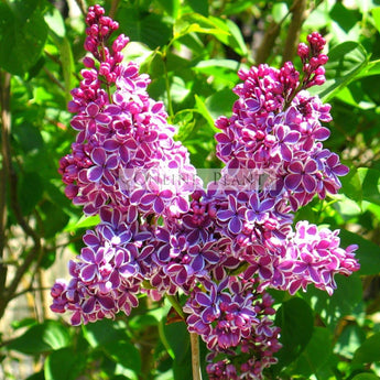 Syringa Vulgaris Sensation, Lilac