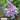 Syringa Vulgaris Katherine Havemeyer, Lilac