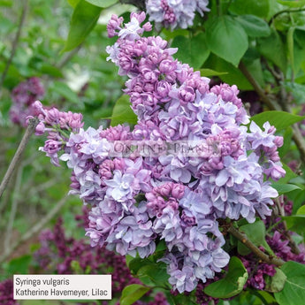 Syringa Vulgaris Katherine Havemeyer, Lilac