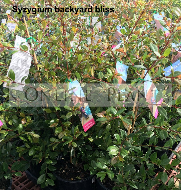 Syzygium 'Backyard Bliss' Lilly Pilly
