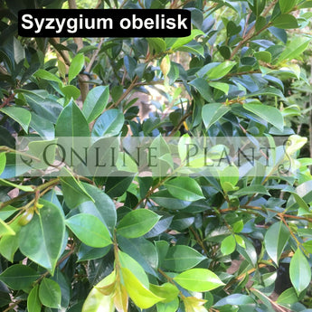 Syzygium australe Obelisk lilly pilly
