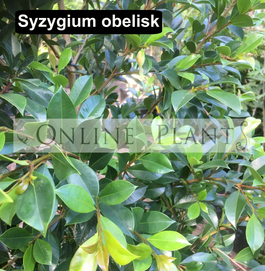Lilly Pilly, Trees and Plants for sale - Online Plants