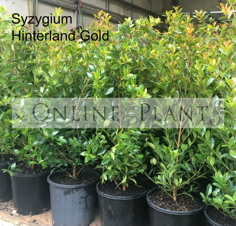 Syzygium Hinterland Gold, Lilly pilly