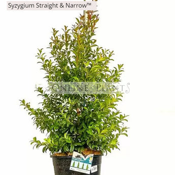 Syzygium australe (SAN01) Straight and Narrow™