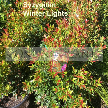 Syzygium Winter Lights lilly pilly