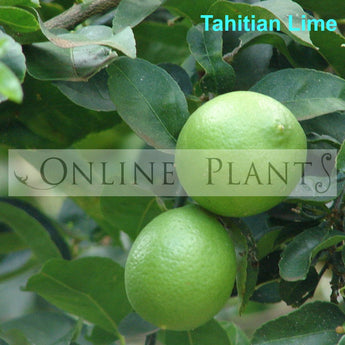 Citrus Tree Tahitian Lime