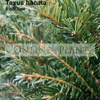 Taxus Baccata Irish Yew