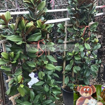 Espalier Magnolia Teddy Bear