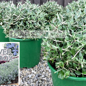 Teucrium fruticans Germander Silver Box