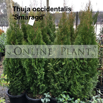 Thuja Occidentalis Smaragd