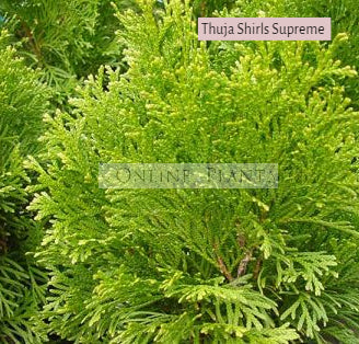 Thuja orientalis Shirls Supreme