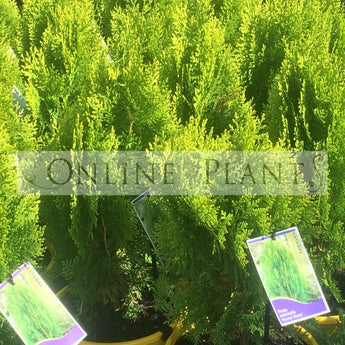 Thuja Golden Biota