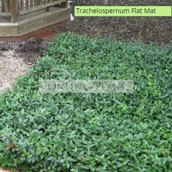 Trachelospermum asiaticum  Flatmat™