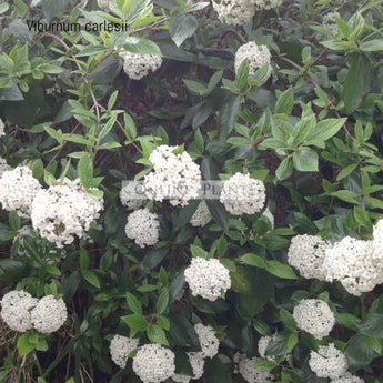 Viburnum Carlesii