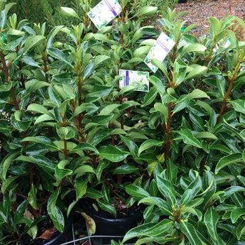 Viburnum odortissimum