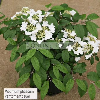 Viburnum Plicatum Var.Tomentosum