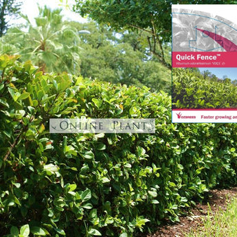 Viburnum odoratissimum (VOQ1)  Quick Fence™