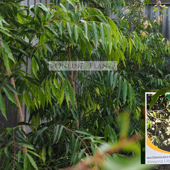 Waterhousia Floribunda Weeping Lilly Pilly