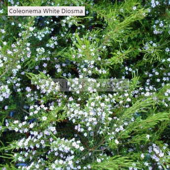 Coleonema album White Diosma