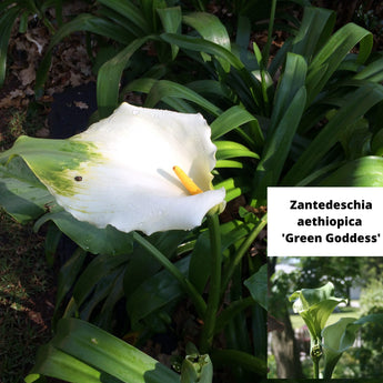 Zantedeschia green goddess