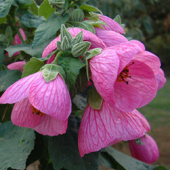 Abutilon Chinese Lantern Pink