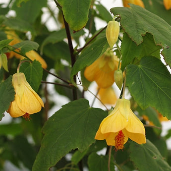 Abutilon Chinese Lantern Yellow