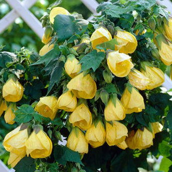 Abutilon Chinese Lantern Yellow