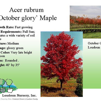 Acer Rubrum, October Glory Maple