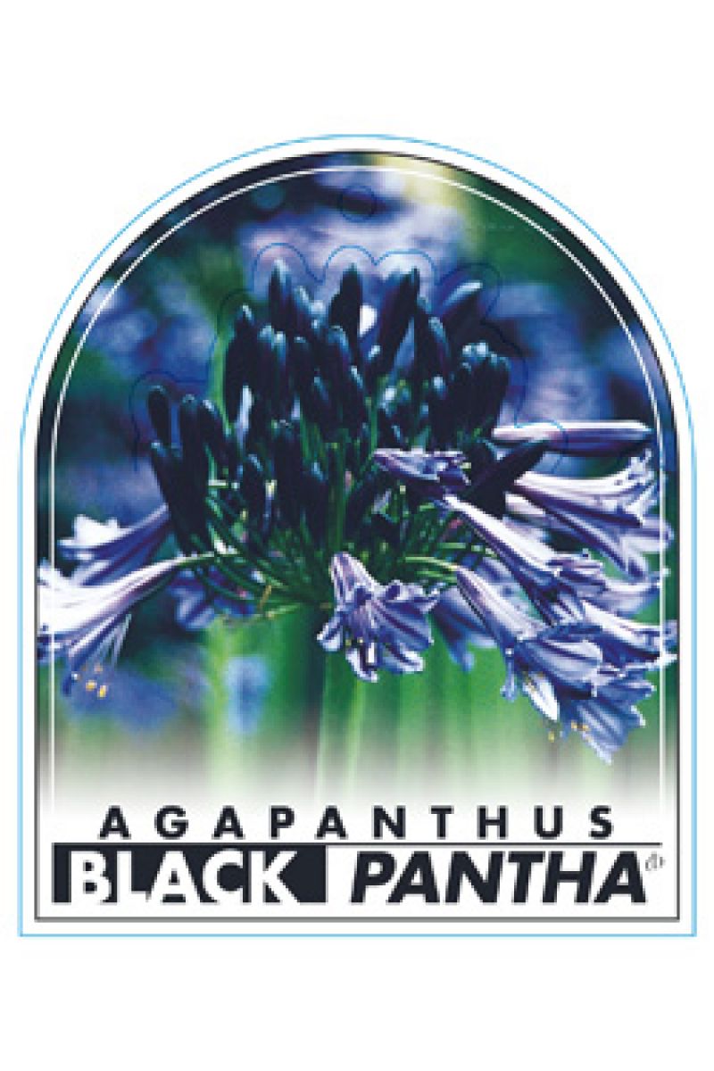Agapanthus Black Pantha