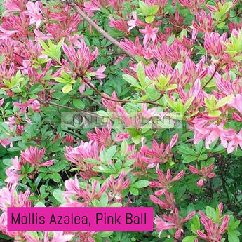 Mollis Azalea, Pink Ball