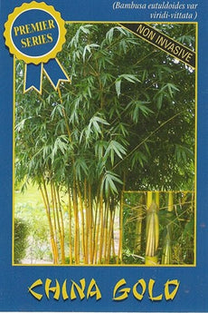 Bamboo eutoldoides viridi-vittata China gold