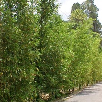 Bamboo Oldhamii, Clumping Bamboo