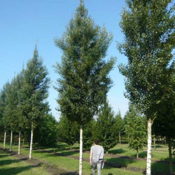 Betula Pendula Fastigiata