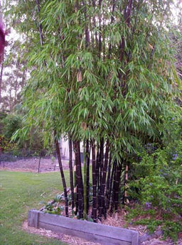 Phyllostachys Nigra Black Bamboo