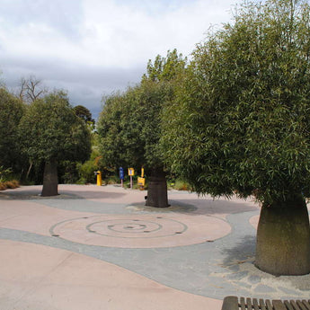 Brachychiton Rupestris Queensland Bottle Tree