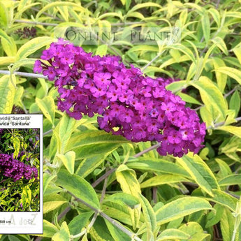 Buddleja davidii Santana