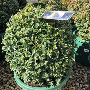 Buxus sempervirens Sphere