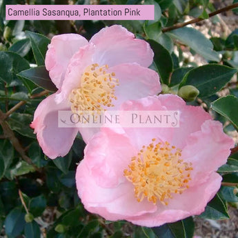 Camellia Sasanqua, Plantation Pink